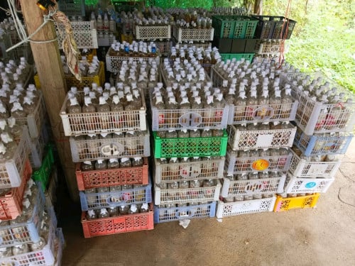 លក់មេផ្សិតអំបោះធម្មជាតិ