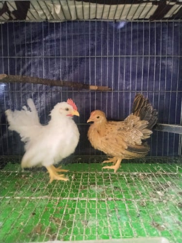 លក់កូនមាន់តឿរាសី ១គូ=20$