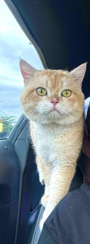 ឆ្មាប្រភេទ British Shorthair (Golden) 🧡