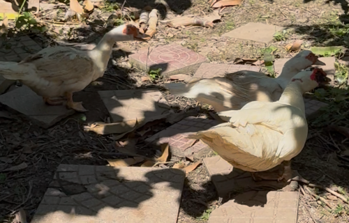 ទាកប៉ាឥណ្ឌូណេស៊ីឈាមសុទ្ធ