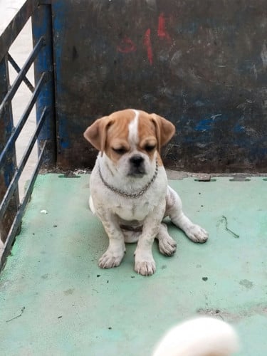 ឆ្កែពូជសុទ្ធ