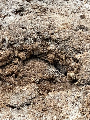 កាកត្រី