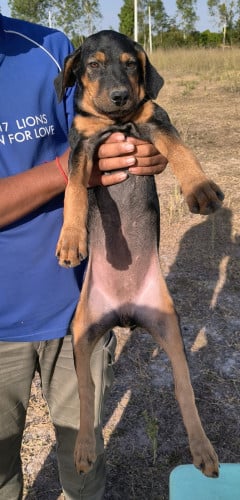 Dobermans 240$
