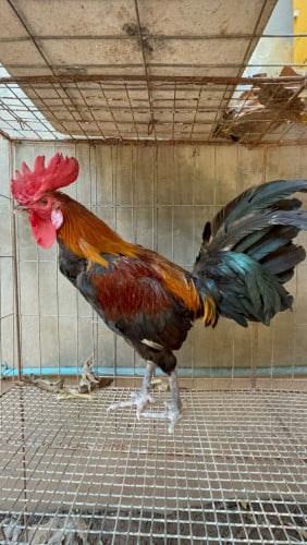 ហាចមួយឈាម