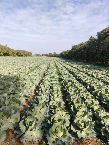 ដីចម្ការ