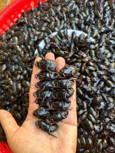 កន្ទេសឡង់