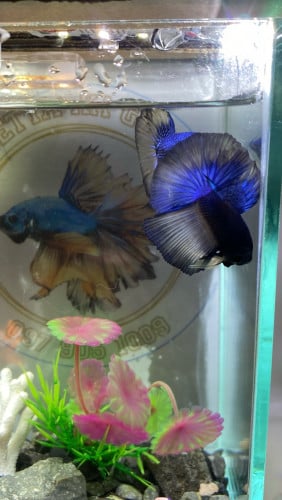 មានលក់ត្រីតាំង