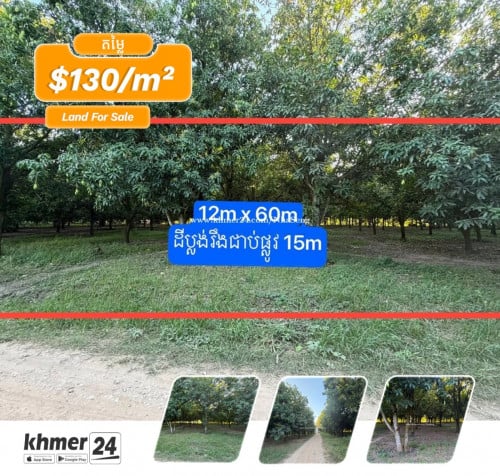 ដីចំការស្វាយលក់ 12m x 60m