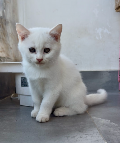 ឈ្មោល ១ 120$