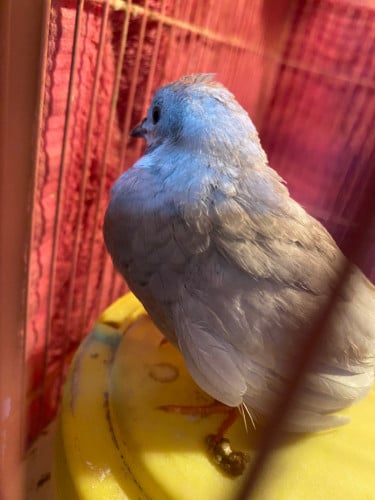 ក្រួច Button Quail មេបាក្នុងស្រុក ស្រួលចិញ្ចឹម ពងរាល់ថ្ងៃ