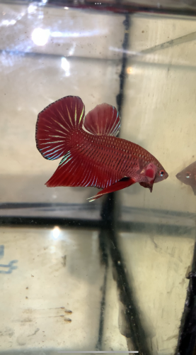 មហាឆៃ កាត់ Red Samurai