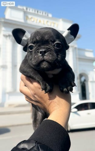 French Bulldog Boy 2 Month old vaccine 2 done