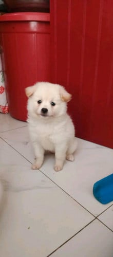 Pom ស្រួលចិញ្ចឹមតំលៃពិសេស មាន២ក្បាល