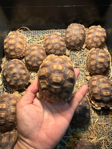 Sulcata7.5-8 cm