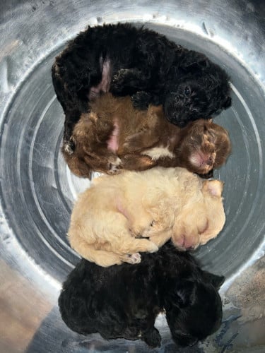 កូន ផូដោល ក្នុងស្រុក