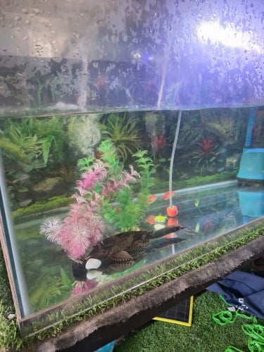 លក់ទូរត្រីជាឈុតតែម្តង ឡៃឡុង