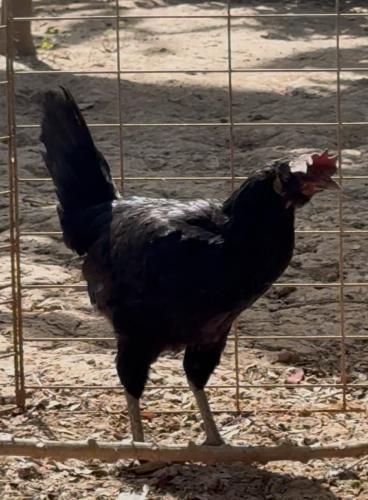 មេកុងហ្គោល