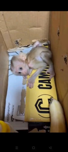 កូនតូចស្អាតខ្លាំង