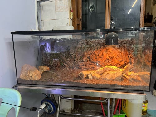 Bearded dragon​អាយុជិត1ឆ្នាំទាំងទូរ1.2ម​ 120$