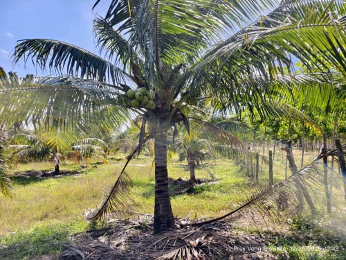 ដូងក្រអូប សម្រាប់យកទៅដាំលម្អ ដូចជា រីស៊ត រមនីយដ្ឋាន កន្លែង កំសាន្តផ្សេង ដូងផ្លែស្រាប់ អាយុ6ឆ្នាំ