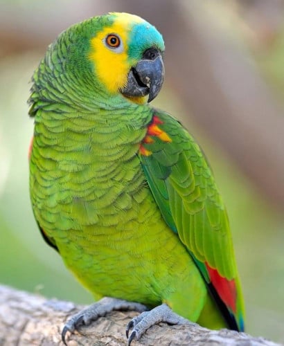 ត្រូវការទិញសេក I want to buy Amazon Parrot