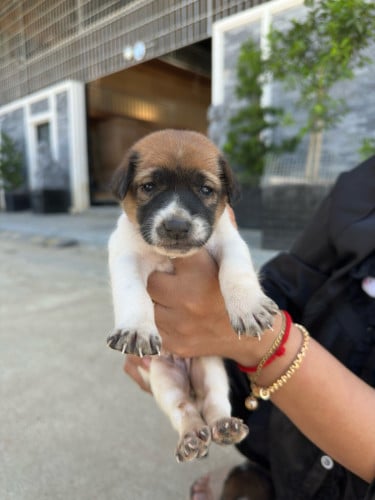 កូនកាត់malinios