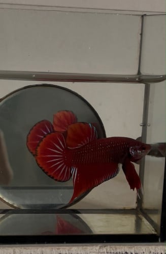 មហាឆៃ កាត់ Samurai បងៗត្រូវការឆាតមកបាន