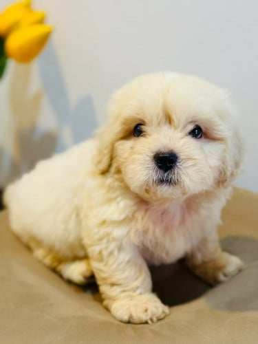 Puppy for Sale (Pekingese X Poodle)