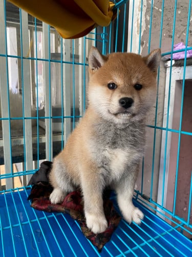 Shiba inu (boy) in store