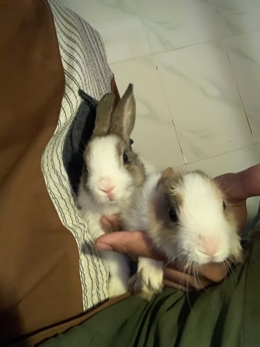 រវល់ការងារអត់មានពេលចិញ្ចឹម