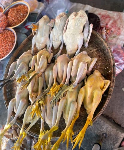 មាន់ស្រែ ទាកាប៉ា​