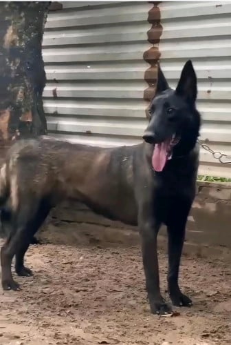 ម៉ាលីណយញីអាយុ11ខែក្រមុំ