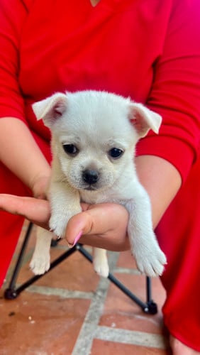 កូន​កាត់​ អាជ្រួញ​