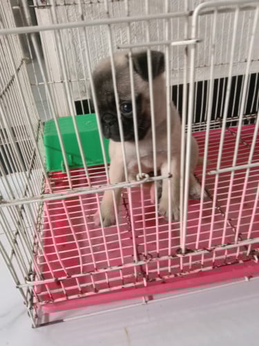 កូនឆ្កែក្នុងស្រុក