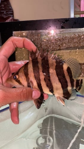 ត្រីខ្លាស៊ូម៉ាត្រា 19-20cm 💛💛Sumatra tiger fish 19-20cm