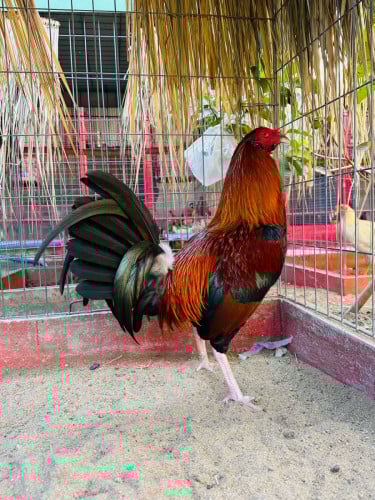 ពូជ​Sweater​ 5k តម្លៃ​ចាប់​ពី​130$ដល់270$​ 25kgដល់28kg 7ខែ