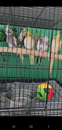 Parrot sale (price inbox)