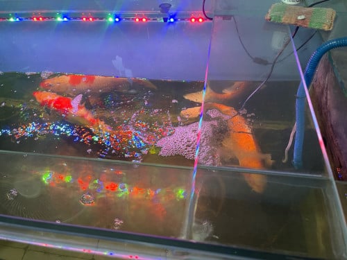 លក់ទូត្រី​ ត្រី​ និងជេីងទំរ​ កញ្ចក់10លី​ ទំហំ​ 160x65x60