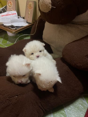 កូនឆ្មែជូជសុទ្ធ100%