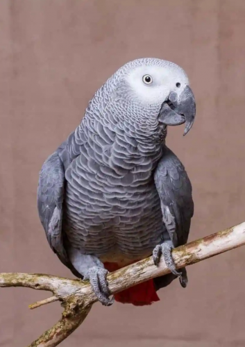 ខ្ញុំចង់ទិញសេក African Grey 1គូរ