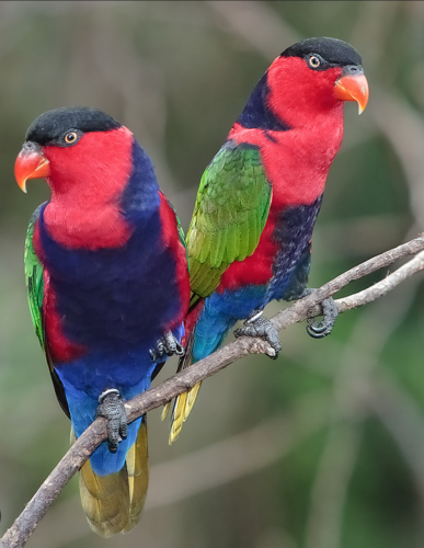 ខ្ញុំចង់ទិញសេក Black-capped lory 1គូរ