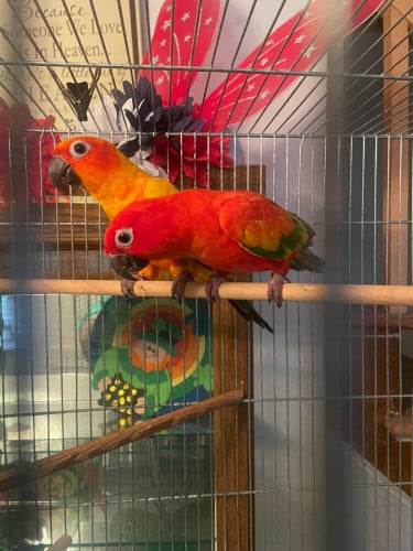 ខ្ញុំចង់បាន Sun conure 1គូរ
