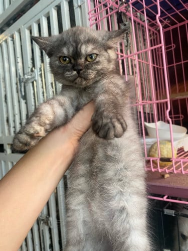 British shorthair hair