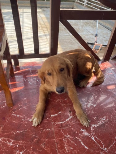 Golden ពូជសុទ្ធ VIP