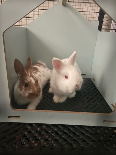 Netherland dwarf rabbits