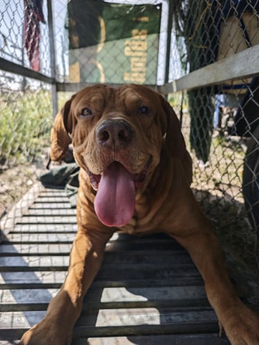 Pitbull XXL តម្លៃ 350$ 55kg