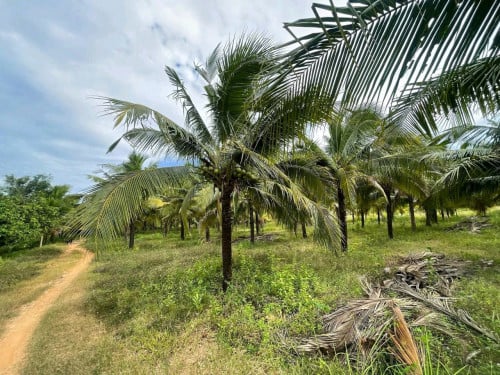 ដីចម្ការទុរេននិងដូងលក់:  នៅស្រុកទឹកឈូ ខេត្តកំពត