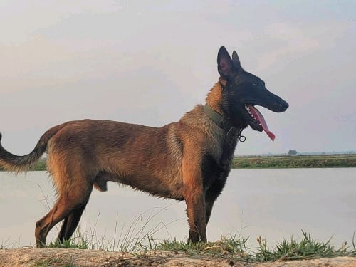 ទទួលបង្កាត់ពូជ