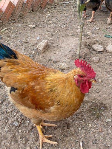 លក់មាន់តឿរៀងនឹង រោមស្អាតអក្ននៅភ្នំពេញទិញទុក្ខអោយរងាវដាសពេលព្រឹកវាសាំងនឹងមនុស្សមិនផ្អើលទេចាប់លេងបាន