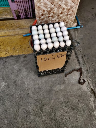 ពងទាស្រស់ លក់រាយ និងដុំធំ (300គ្រាប់ឡើងទៅ តម្លៃពិសេស)